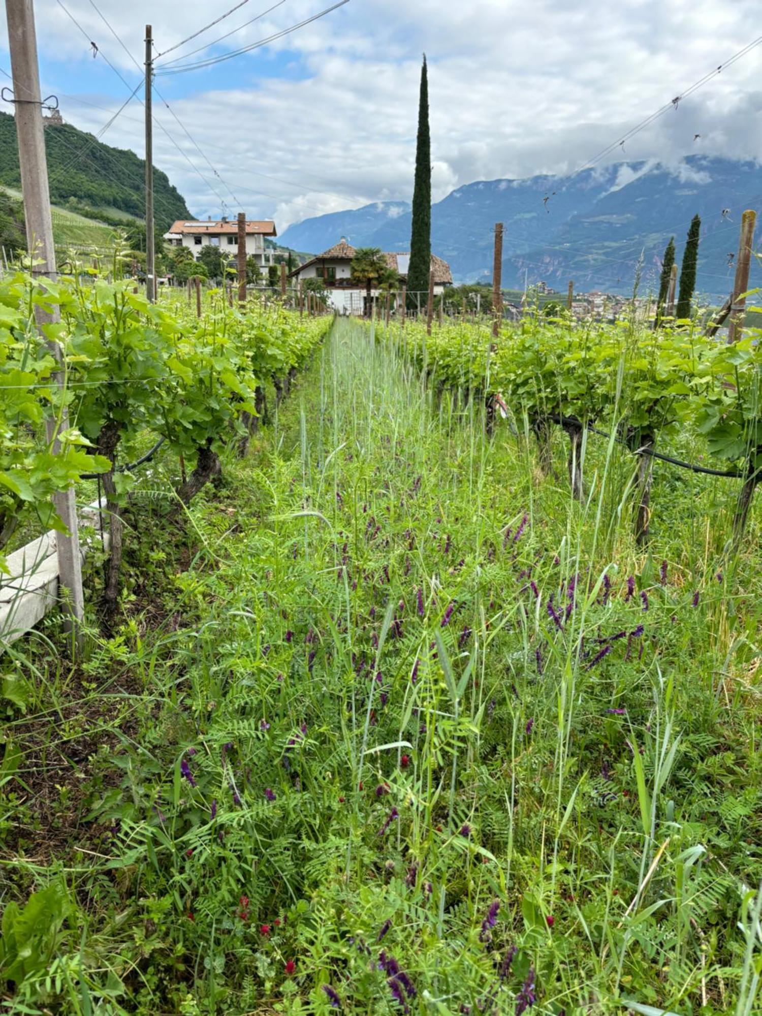 Gfillhof 3 Appiano Sulla Strada Del Vino